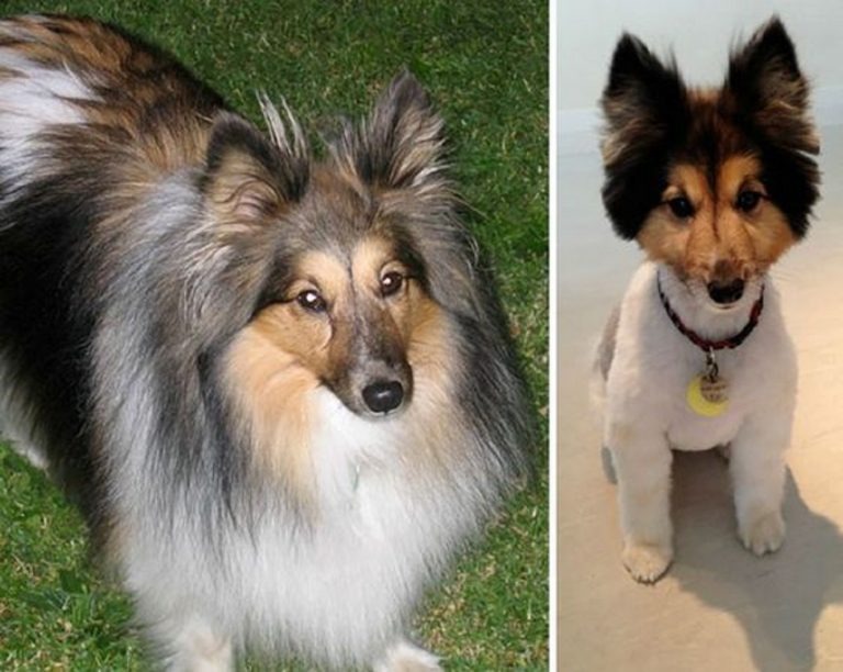 13 Dogs With Haircuts (10)