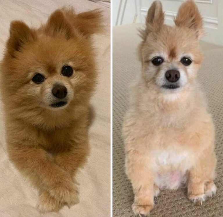 13 Dogs With Haircuts (11)