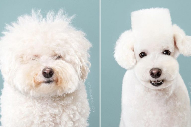 13 Dogs With Haircuts (12)