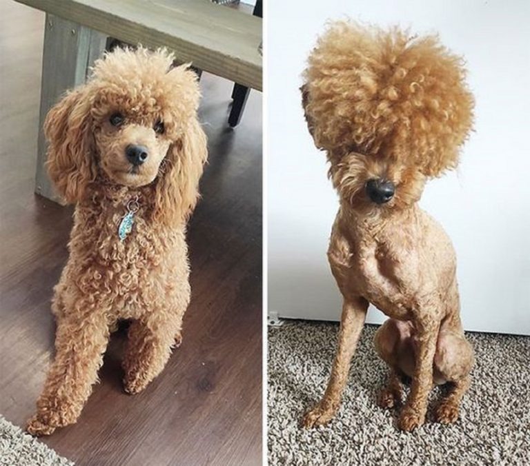 13 Dogs With Haircuts (2)