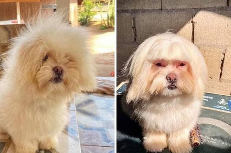 13 Dogs With Haircuts (3)