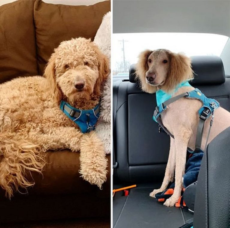 13 Dogs With Haircuts (4)