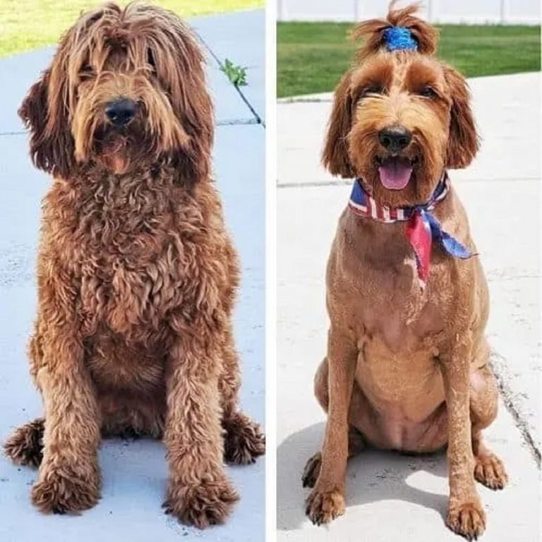 13 Dogs With Haircuts (5)