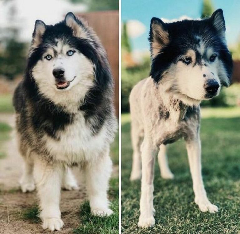 13 Dogs With Haircuts (6)