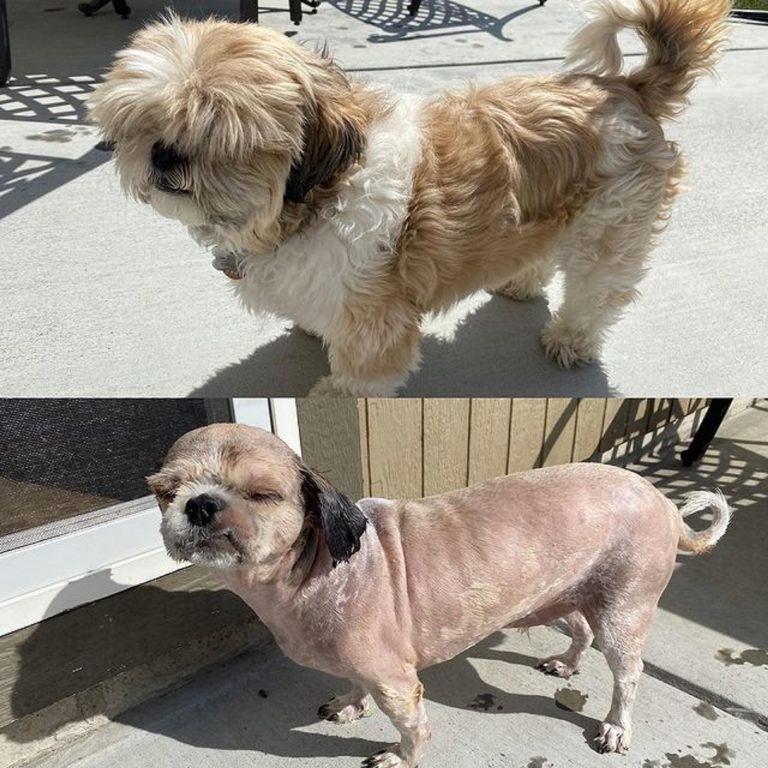 13 Dogs With Haircuts (7)