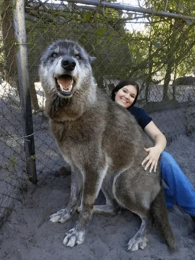 Wolfdog Left at Kill Shelter Gets a Second Chance