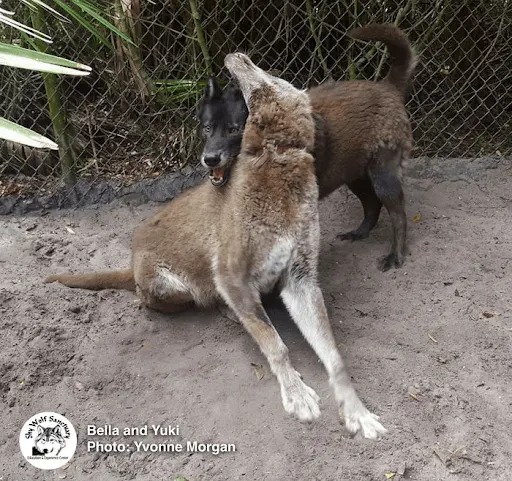 Wolfdog Left at Kill Shelter Gets a Second Chance