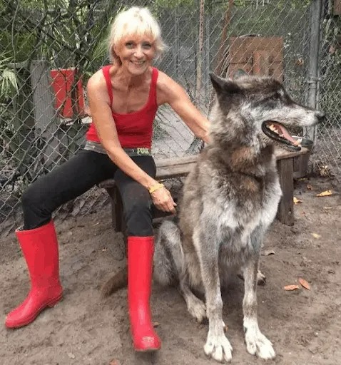 Wolfdog Left at Kill Shelter Gets a Second Chance