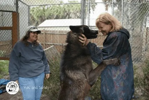 Wolfdog Left at Kill Shelter Gets a Second Chance