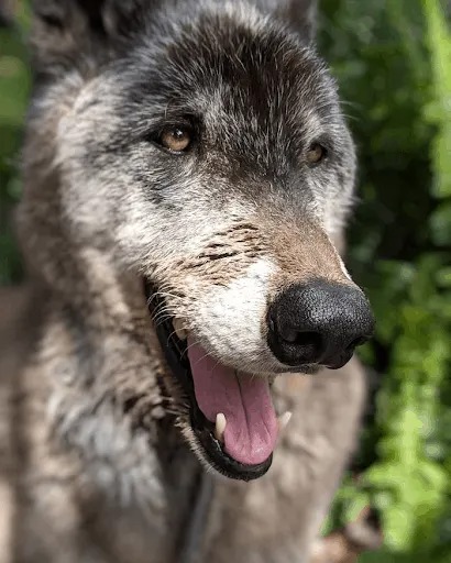 Wolfdog Left at Kill Shelter Gets a Second Chance