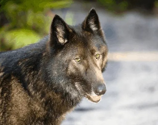 Wolfdog Left at Kill Shelter Gets a Second Chance