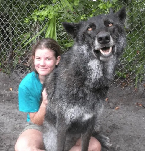 Wolfdog Left at Kill Shelter Gets a Second Chance