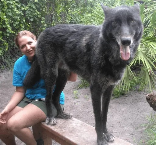 Wolfdog Left at Kill Shelter Gets a Second Chance