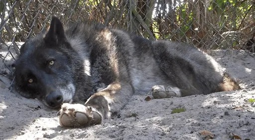 Wolfdog Left at Kill Shelter Gets a Second Chance