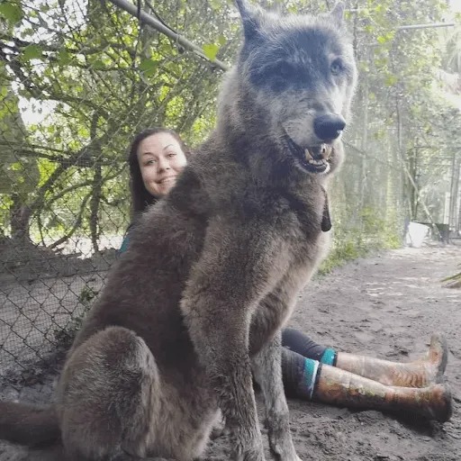 Wolfdog Left at Kill Shelter Gets a Second Chance